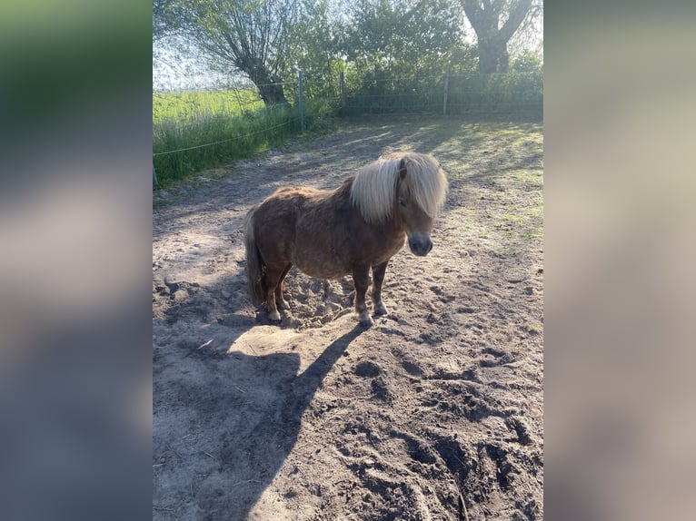 Shetland Ponys Ruin 14 Jaar 88 cm Vos in Wangerland