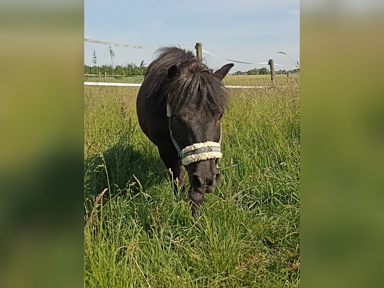 Shetland Ponys Ruin 14 Jaar Zwart in Kumhausen