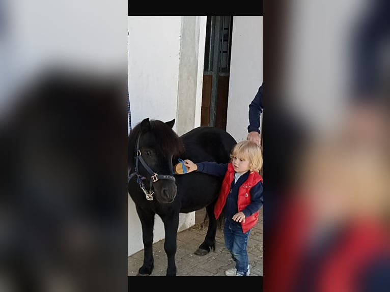 Shetland Ponys Ruin 14 Jaar Zwart in Kumhausen