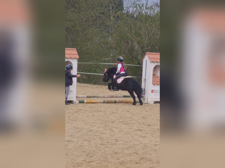 Shetland Ponys Ruin 14 Jaar Zwart in Kumhausen