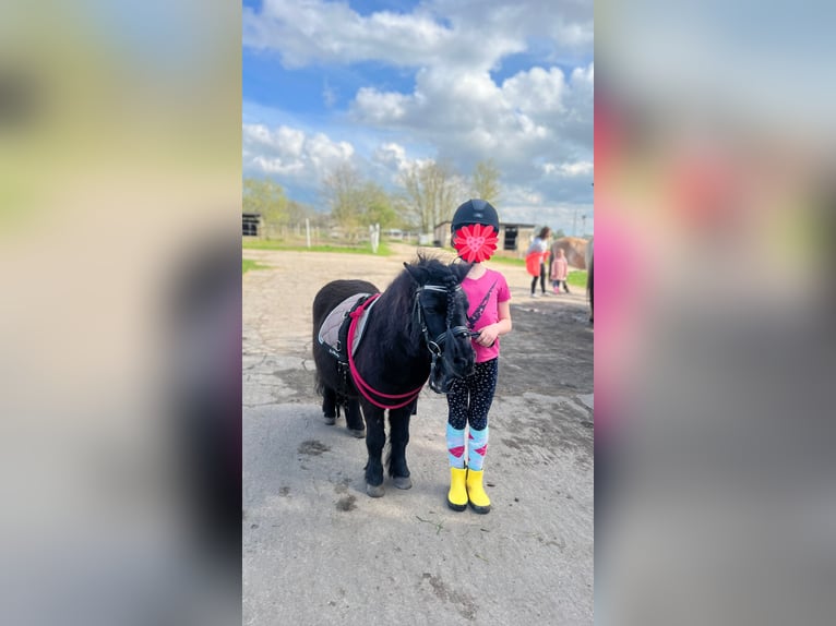 Shetland Ponys Ruin 15 Jaar 85 cm Zwart in Ahrensfelde