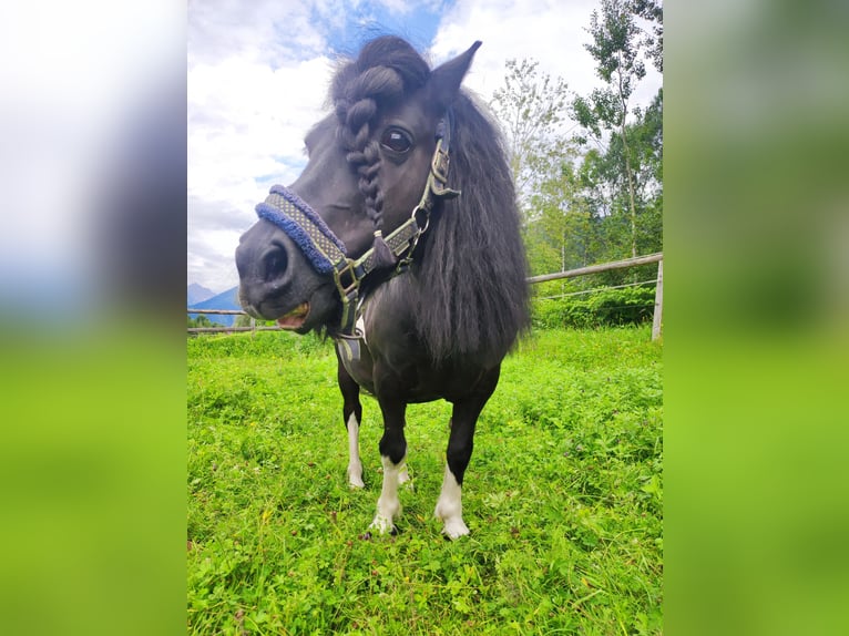 Shetland Ponys Ruin 15 Jaar in Selzthal