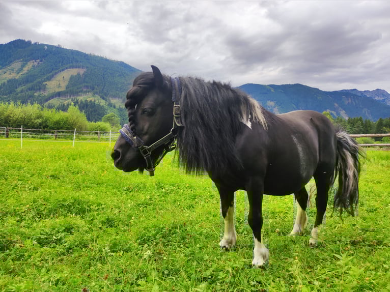 Shetland Ponys Ruin 15 Jaar in Selzthal