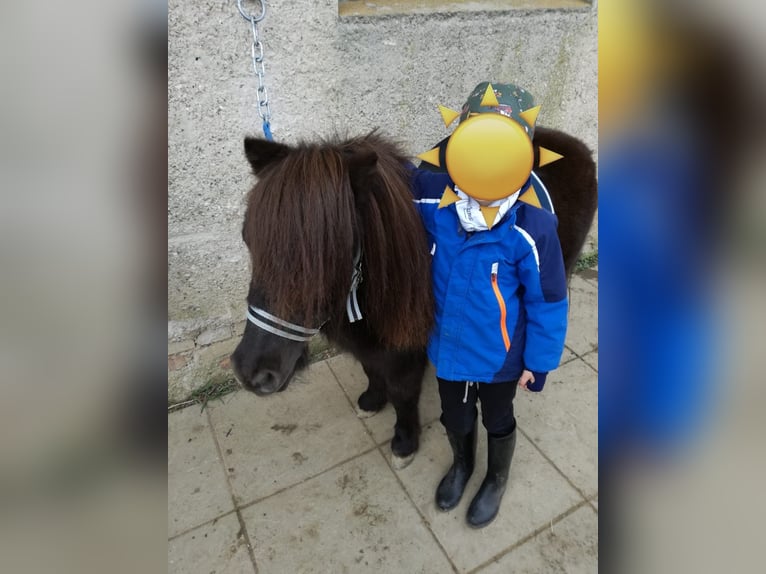 Shetland Ponys Ruin 16 Jaar 100 cm Zwart in Schärding