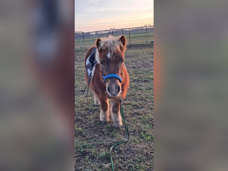 Shetland Ponys Ruin 16 Jaar 103 cm Donkere-vos in Ferdinandshof