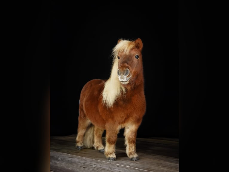 Shetland Ponys Ruin 16 Jaar 84 cm Vos in Dahme/Mark