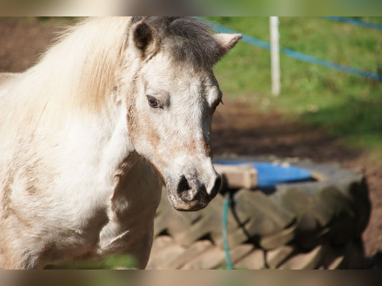 Shetland Ponys Ruin 16 Jaar 93 cm Gevlekt-paard in Kahl am Main