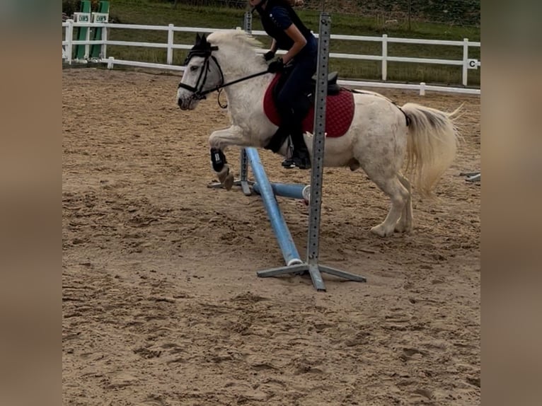Shetland Ponys Ruin 17 Jaar 110 cm  in Lohfelden