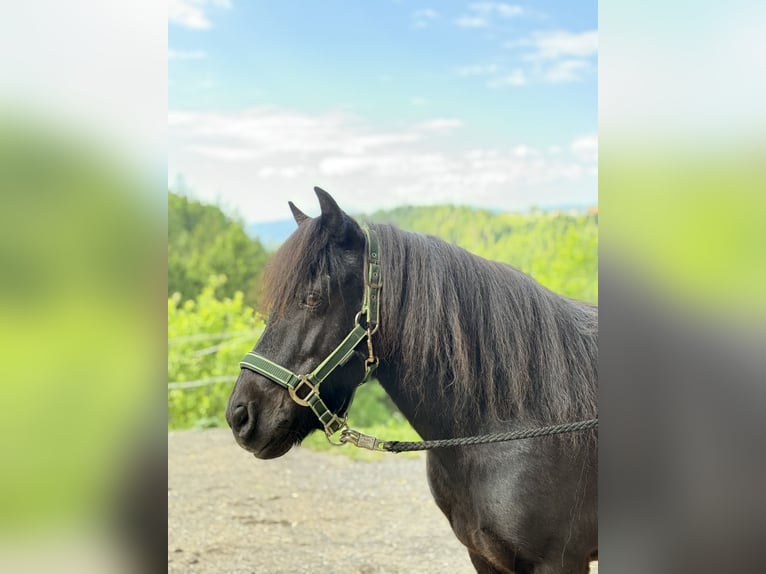 Shetland Ponys Ruin 17 Jaar 111 cm Zwart in Gratwein-Straßengel