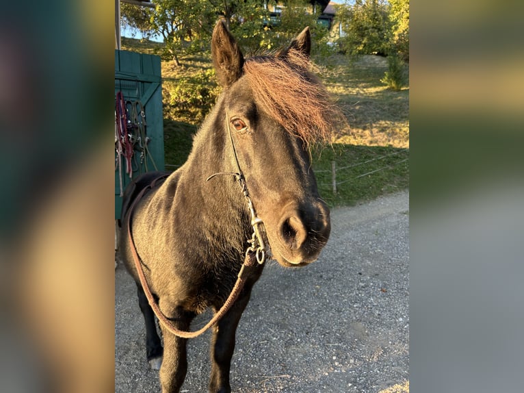 Shetland Ponys Ruin 17 Jaar 111 cm Zwart in Gratwein-Straßengel