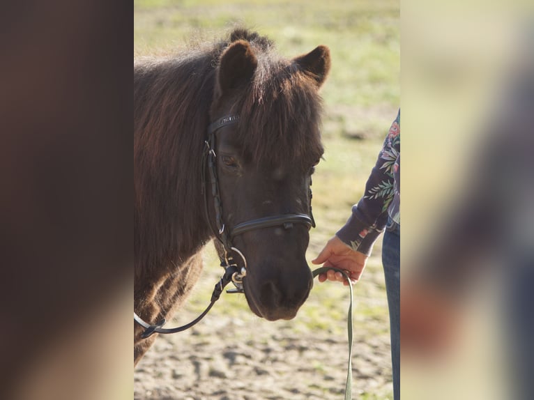 Shetland Ponys Mix Ruin 17 Jaar 113 cm Zwart in Halvesbostel