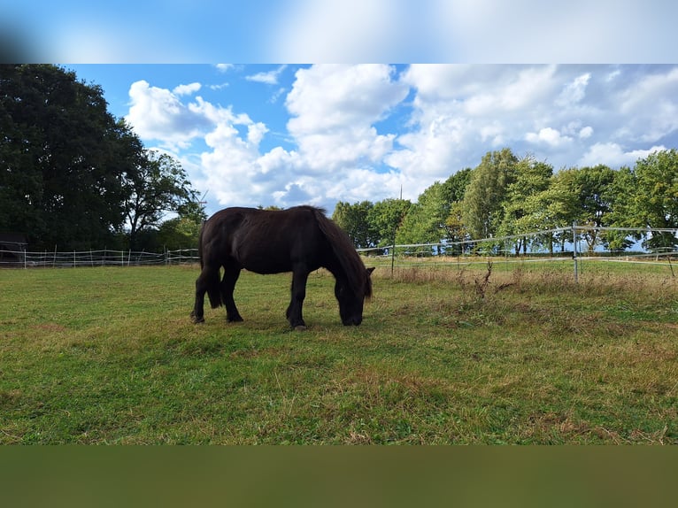 Shetland Ponys Mix Ruin 17 Jaar 113 cm Zwart in Halvesbostel