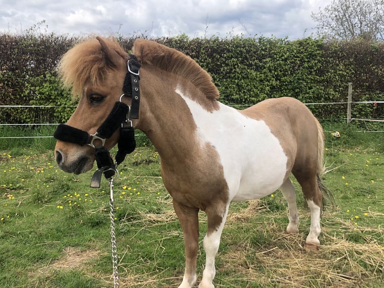 Shetland Ponys Ruin 17 Jaar 90 cm Gevlekt-paard in Mechelen-Aan-De-Maas