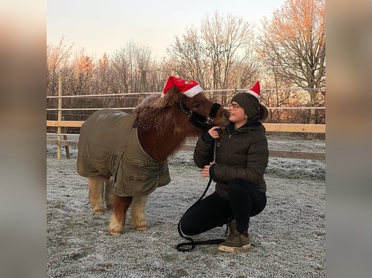 Shetland Ponys Ruin 17 Jaar 90 cm Gevlekt-paard in Mechelen-Aan-De-Maas