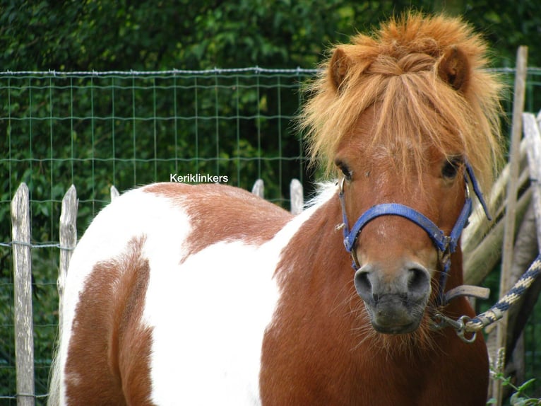 Shetland Ponys Ruin 17 Jaar 90 cm Gevlekt-paard in Mechelen-Aan-De-Maas