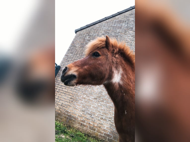 Shetland Ponys Ruin 17 Jaar 90 cm Gevlekt-paard in Mechelen-Aan-De-Maas