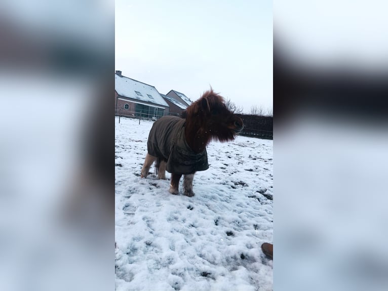 Shetland Ponys Ruin 17 Jaar 90 cm Gevlekt-paard in Mechelen-Aan-De-Maas