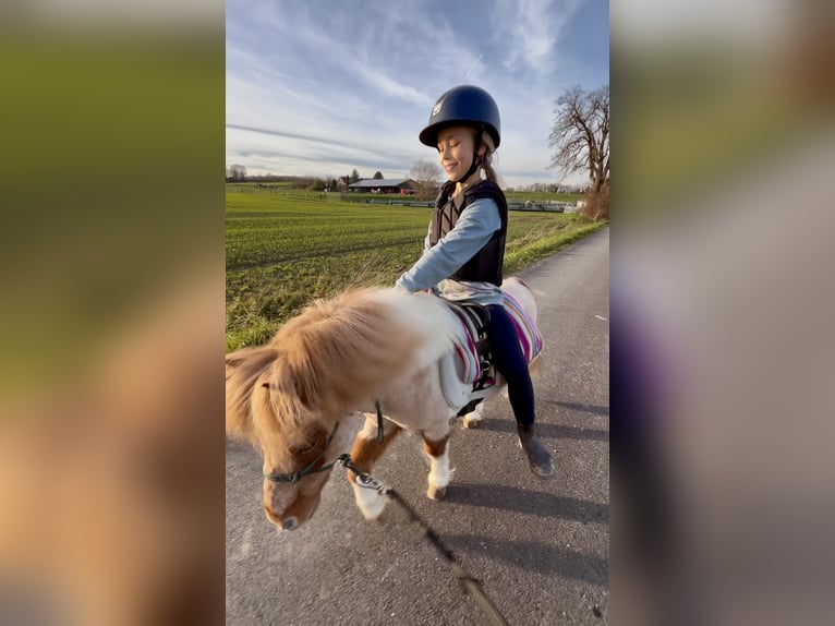 Shetland Ponys Ruin 17 Jaar 90 cm Gevlekt-paard in Kappelen