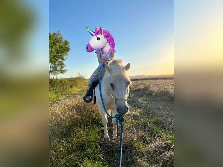 Shetland Ponys Ruin 17 Jaar Schimmel in Modl&#x119;cin