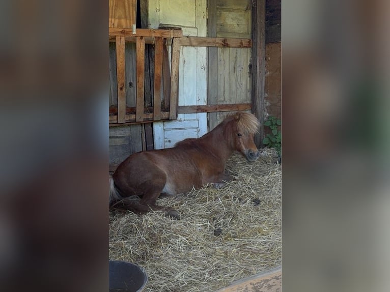 Shetland Ponys Ruin 19 Jaar 100 cm Vos in Droyßig