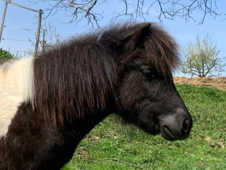 Shetland Ponys Ruin 1 Jaar 100 cm Gevlekt-paard in Riegersburg