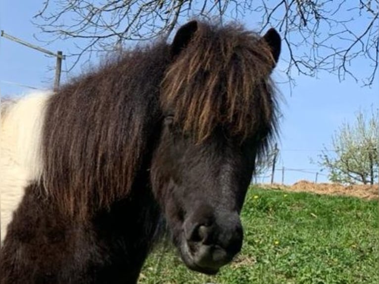 Shetland Ponys Ruin 1 Jaar 100 cm Gevlekt-paard in Riegersburg