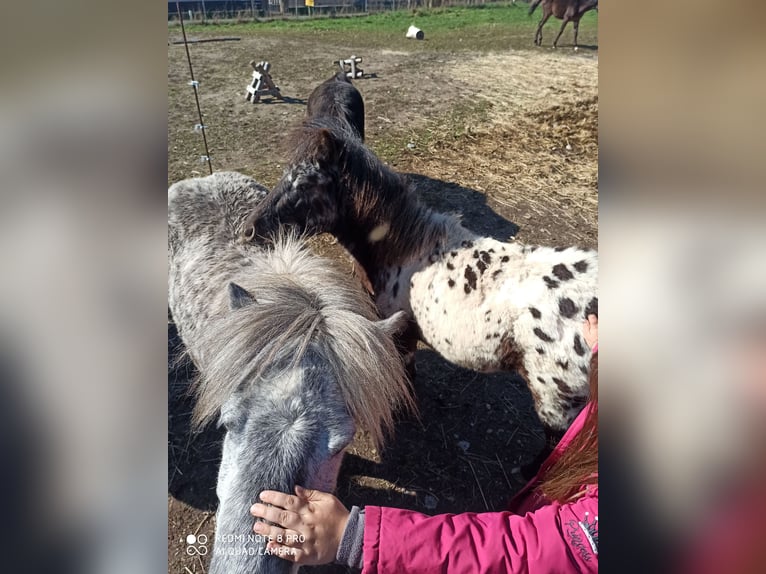 Shetland Ponys Ruin 1 Jaar 98 cm Appaloosa in Eisenberg