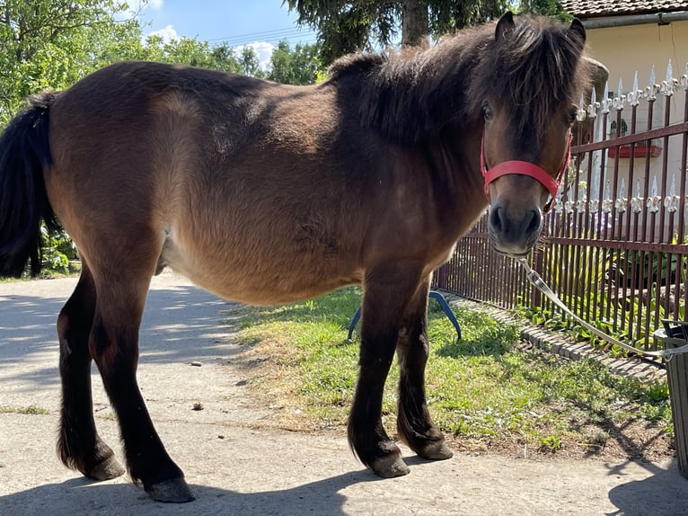 Shetland Ponys Ruin 20 Jaar Roodbruin in Đala