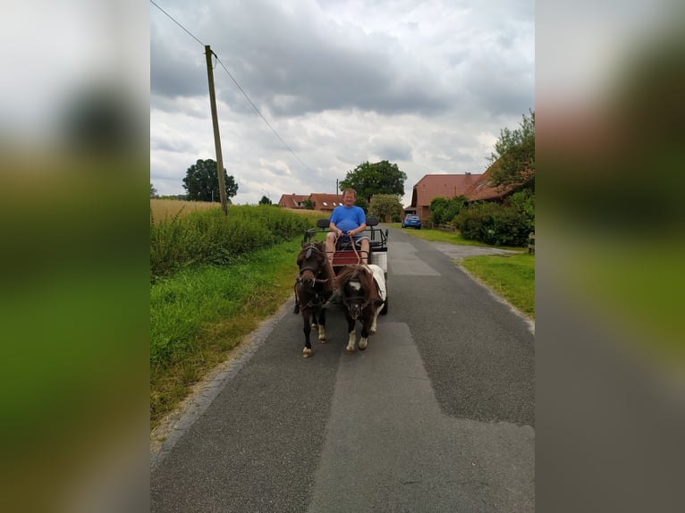 Shetland Ponys Ruin 21 Jaar 87 cm Gevlekt-paard in Rahden