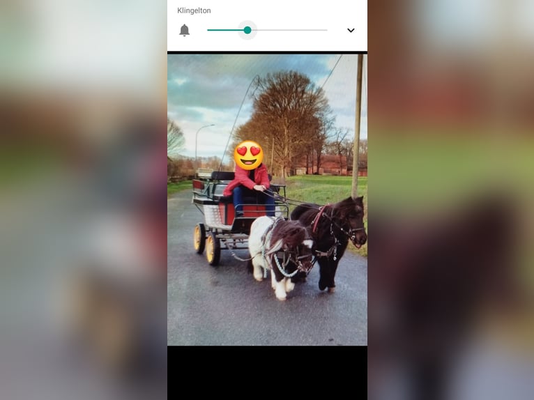 Shetland Ponys Ruin 21 Jaar 87 cm Gevlekt-paard in Rahden