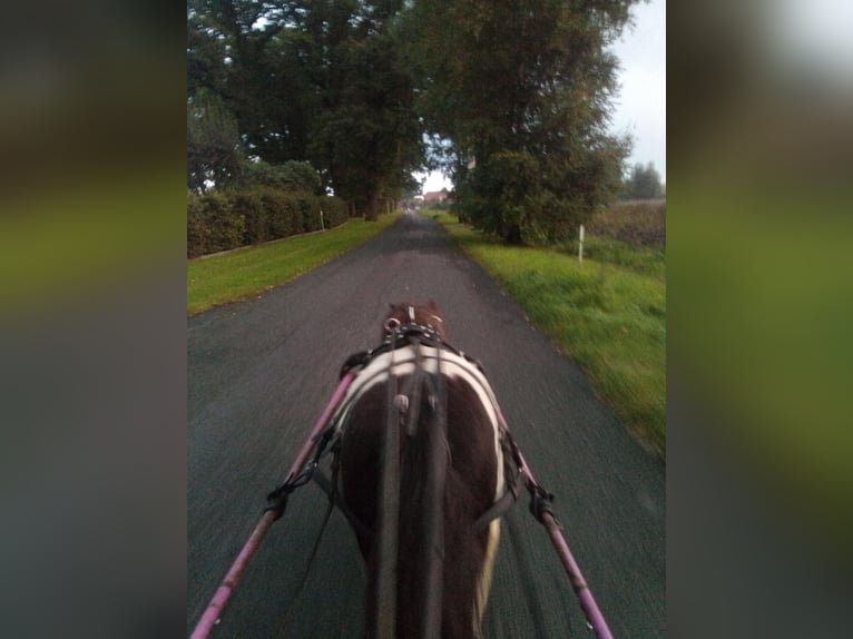 Shetland Ponys Ruin 21 Jaar 87 cm Gevlekt-paard in Rahden