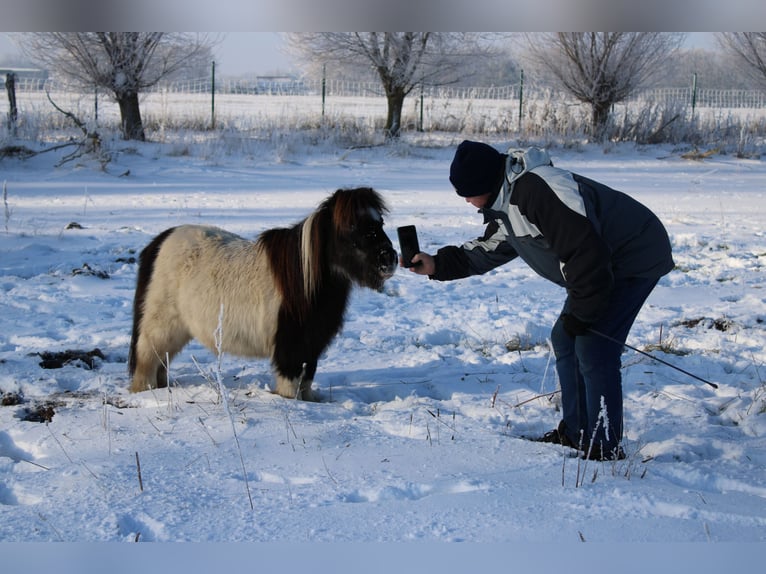 Shetland Ponys Ruin 21 Jaar 87 cm Gevlekt-paard in Rahden