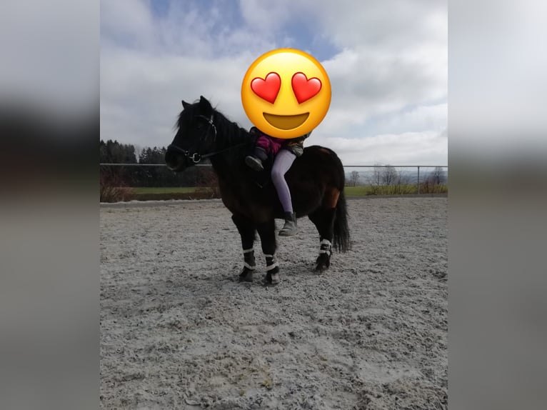 Shetland Ponys Ruin 22 Jaar 115 cm Zwart in Bad Wurzach