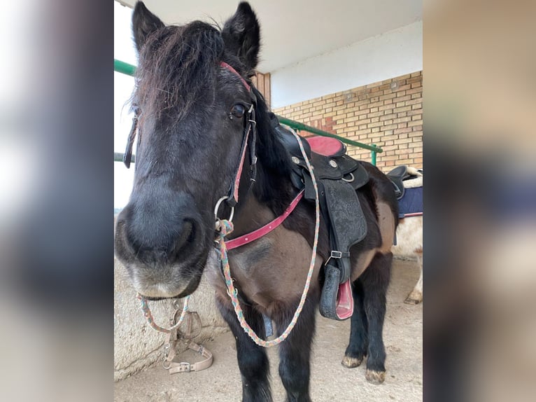 Shetland Ponys Ruin 22 Jaar 115 cm Zwart in Bad Wurzach