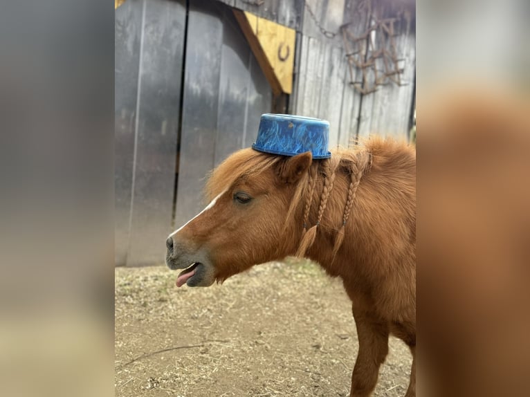 Shetland Ponys Ruin 22 Jaar 90 cm Vos in Ballenstedt