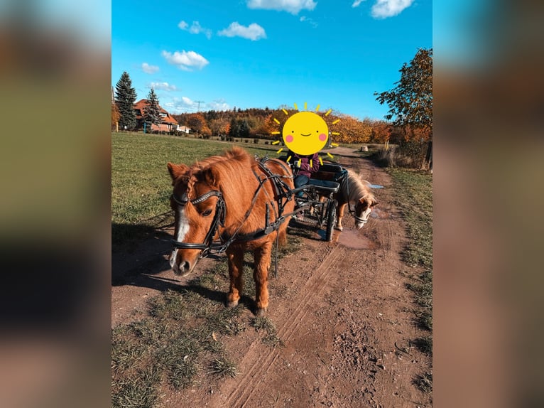 Shetland Ponys Ruin 22 Jaar 90 cm Vos in Ballenstedt