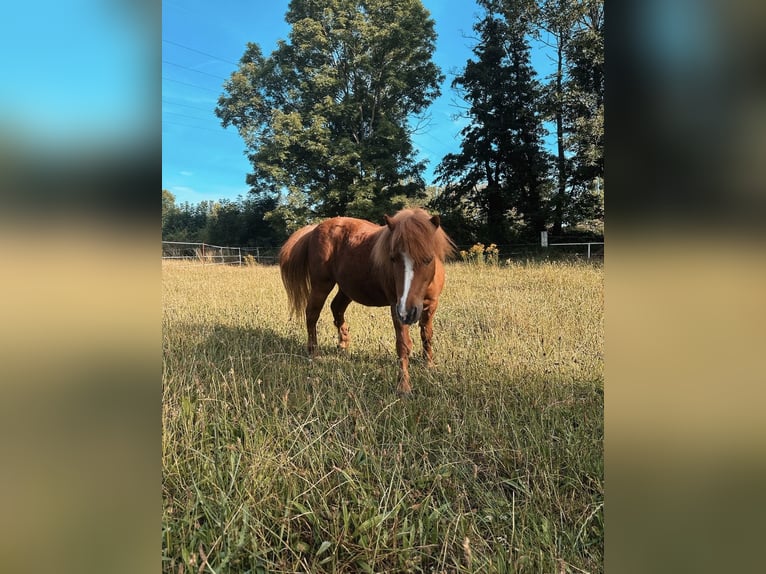 Shetland Ponys Ruin 22 Jaar 90 cm Vos in Ballenstedt