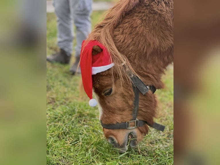 Shetland Ponys Ruin 22 Jaar 90 cm Vos in Ballenstedt