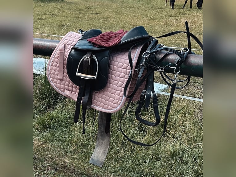 Shetland Ponys Ruin 22 Jaar 90 cm Vos in Ballenstedt