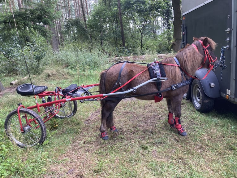 Shetland Ponys Mix Ruin 23 Jaar 108 cm Donkere-vos in Schwanewede