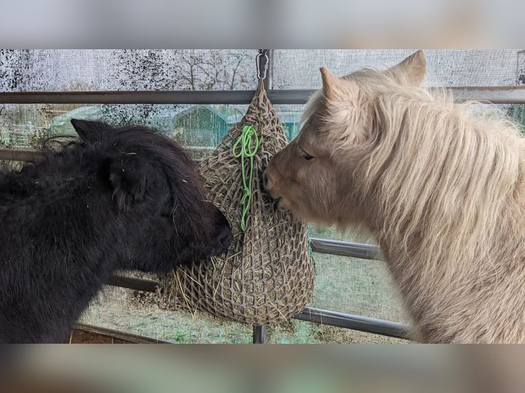 Shetland Ponys Ruin 24 Jaar 110 cm Zwart in Au am Rhein