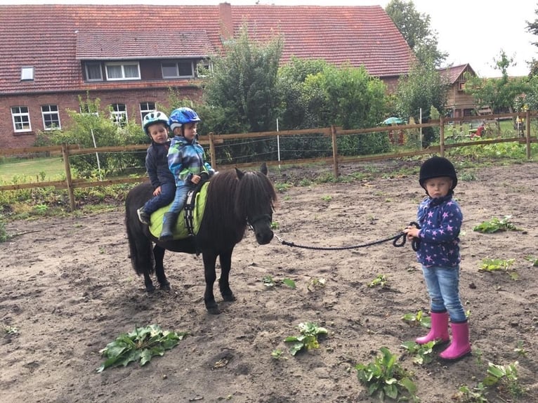Shetland Ponys Ruin 25 Jaar 90 cm Zwart in Ladbergen