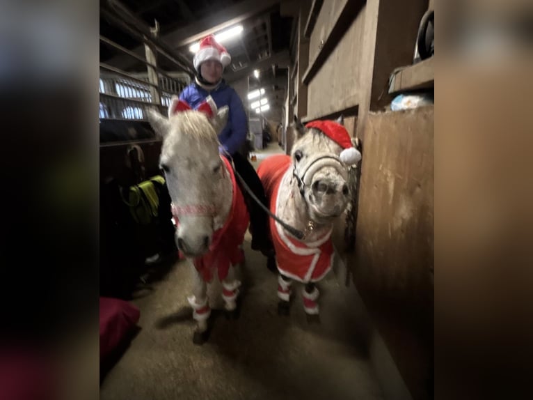 Shetland Ponys Ruin 28 Jaar 120 cm Appaloosa in Neuendettelsau