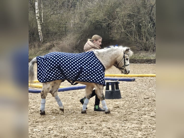 Shetland Ponys Ruin 28 Jaar 120 cm Appaloosa in Neuendettelsau