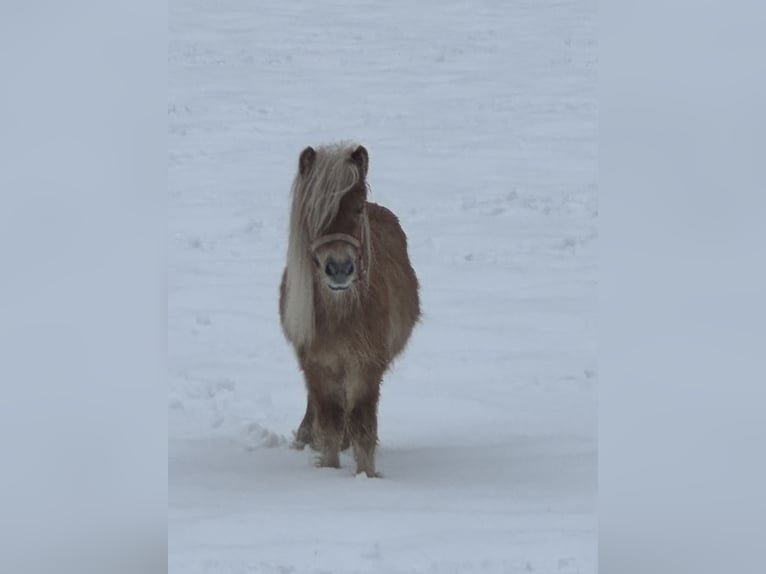 Shetland Ponys Ruin 2 Jaar 100 cm Appaloosa in Scheffau am Wilden Kaiser