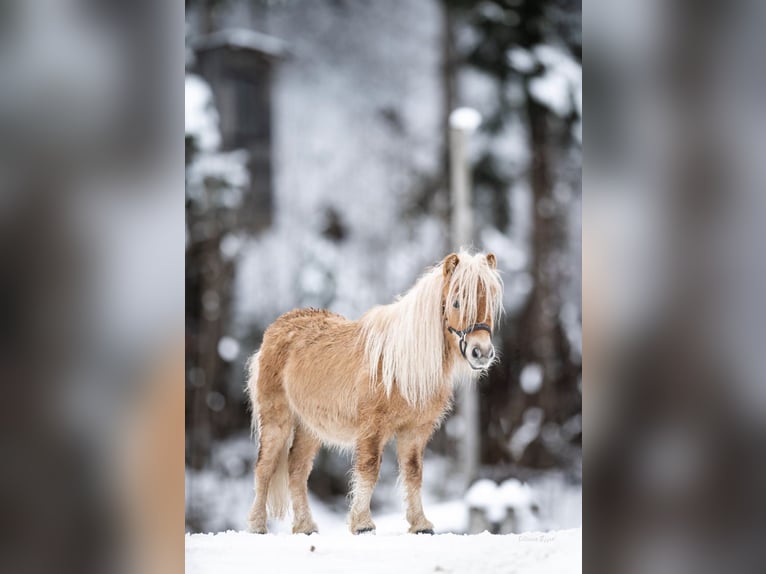 Shetland Ponys Ruin 2 Jaar 100 cm Appaloosa in Scheffau am Wilden Kaiser