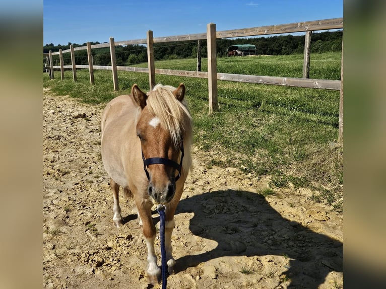 Shetland Ponys Ruin 2 Jaar 102 cm Gevlekt-paard in Linkenbach