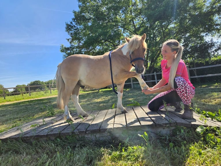 Shetland Ponys Ruin 2 Jaar 102 cm Gevlekt-paard in Linkenbach