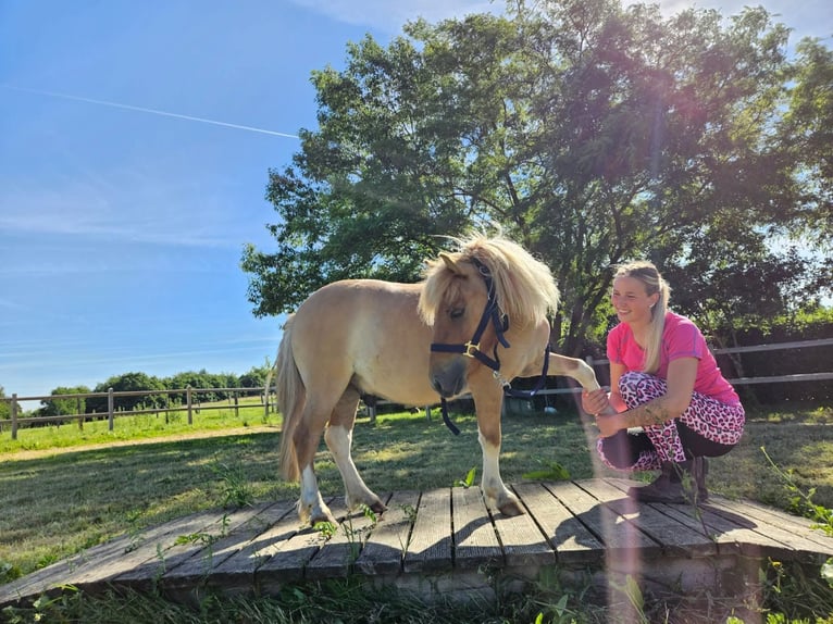 Shetland Ponys Ruin 2 Jaar 102 cm Gevlekt-paard in Linkenbach