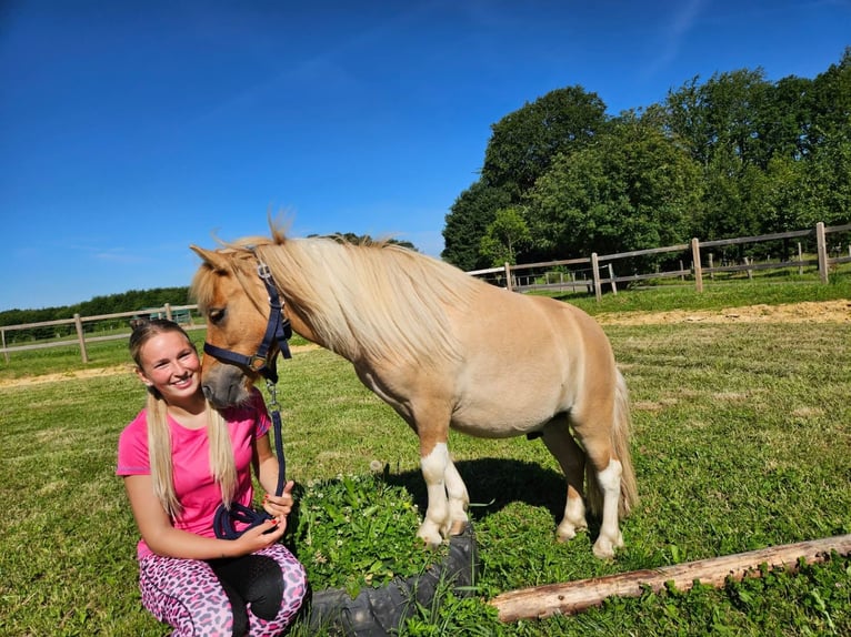 Shetland Ponys Ruin 2 Jaar 102 cm Gevlekt-paard in Linkenbach